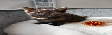 Tortie girl with a cream left paw and ginger and white patch on her tummy