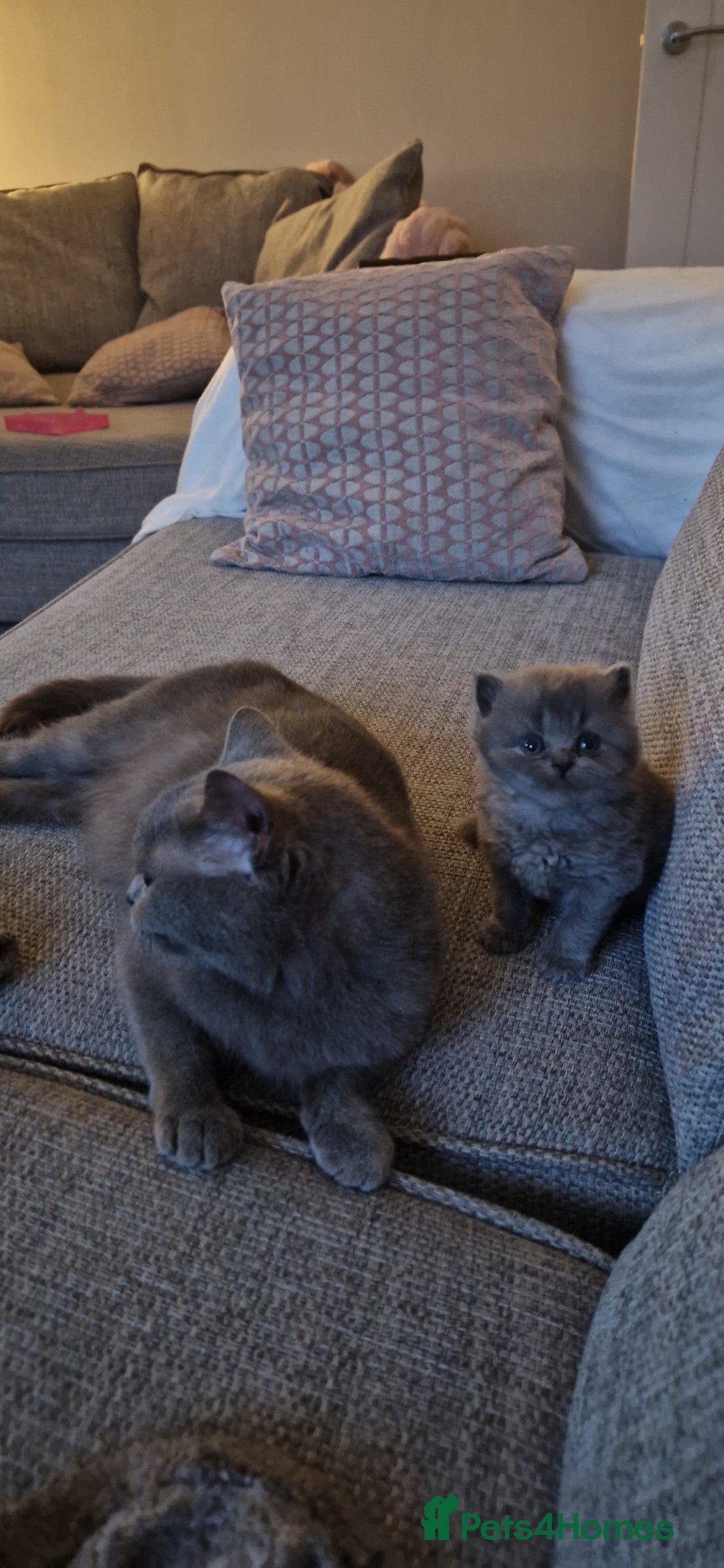 British Longhair cats for sale: ACTIVE REGISTERED BLH GIRL, GCCF, PEDIGREE - Image 9