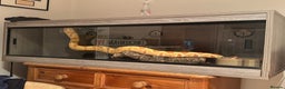 Boa Snake reptiles for sale: Male Lipstick Kahl Albino Boa  - Advert 5