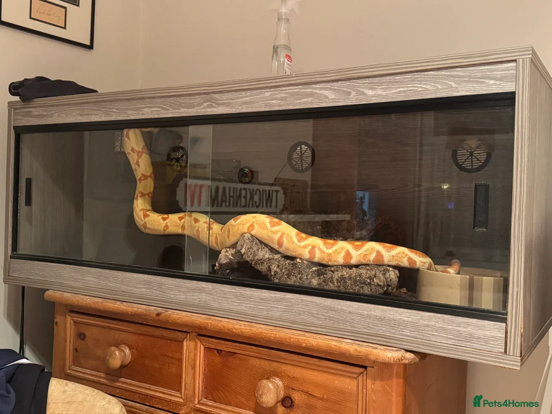 Boa Snake reptiles for sale: Male Lipstick Kahl Albino Boa  - Advert 5