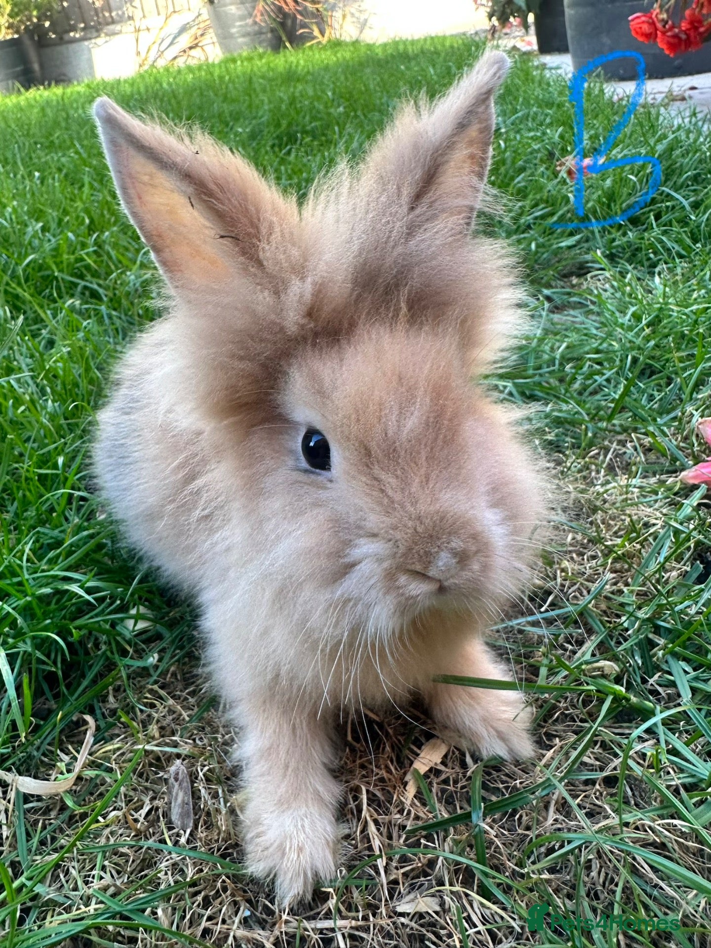 Lionhead rabbits Lionhead rabbits for sale  - Advert 1