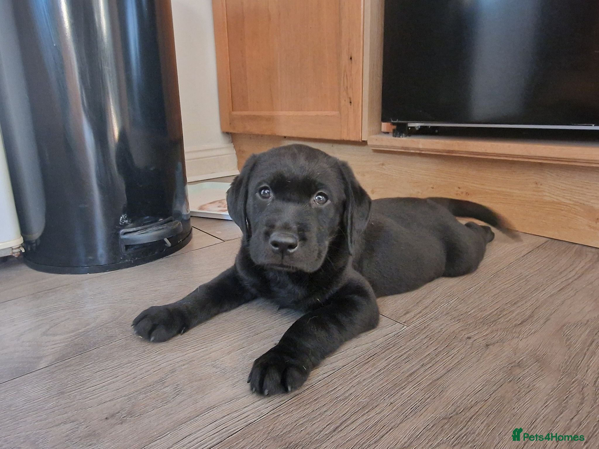 Labrador Retriever dogs Male Working Labrador Puppy left!  - Advert 2