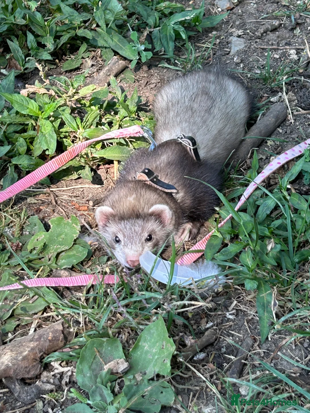 Ferret rodents for sale: Mr hobnob - Advert 1