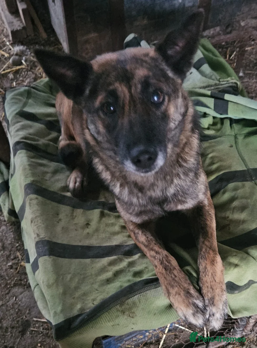 Mixed Breed dogs for adoption: 🌸 🐾 LIANA – a Lovely Girl for a Loving Home 🐾🌸 - Advert 9