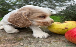 Cocker Spaniel dogs for sale: 🐾Gorgeous Cocker Spaniel Puppies 🐶🐾 - Image 33