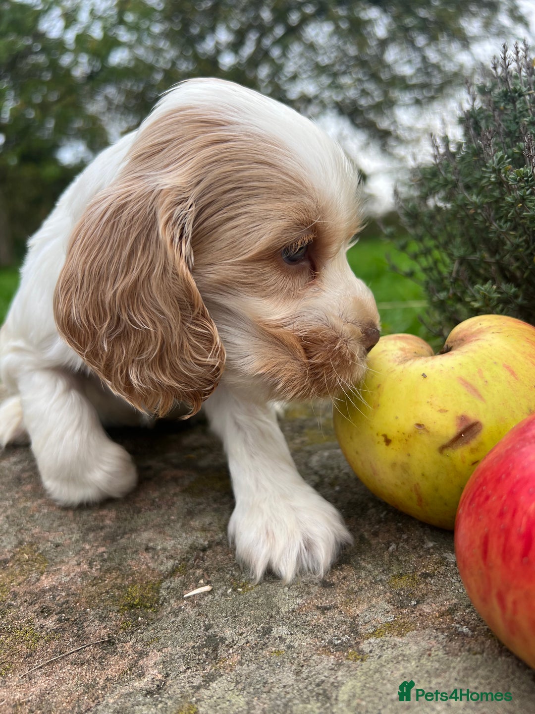 Cocker Spaniel dogs for sale: 🐾Gorgeous Cocker Spaniel Puppies 🐶🐾 - Image 33