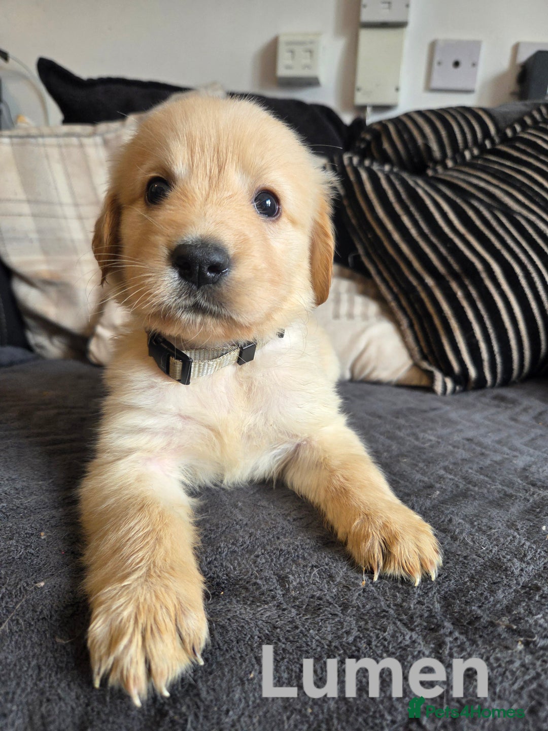 Goldador dogs for sale: Kitanas puppies  - Image 19