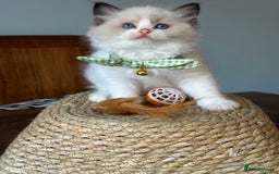 Ragdoll cats for sale: TICA Registered Ragdoll Kittens - Image 13