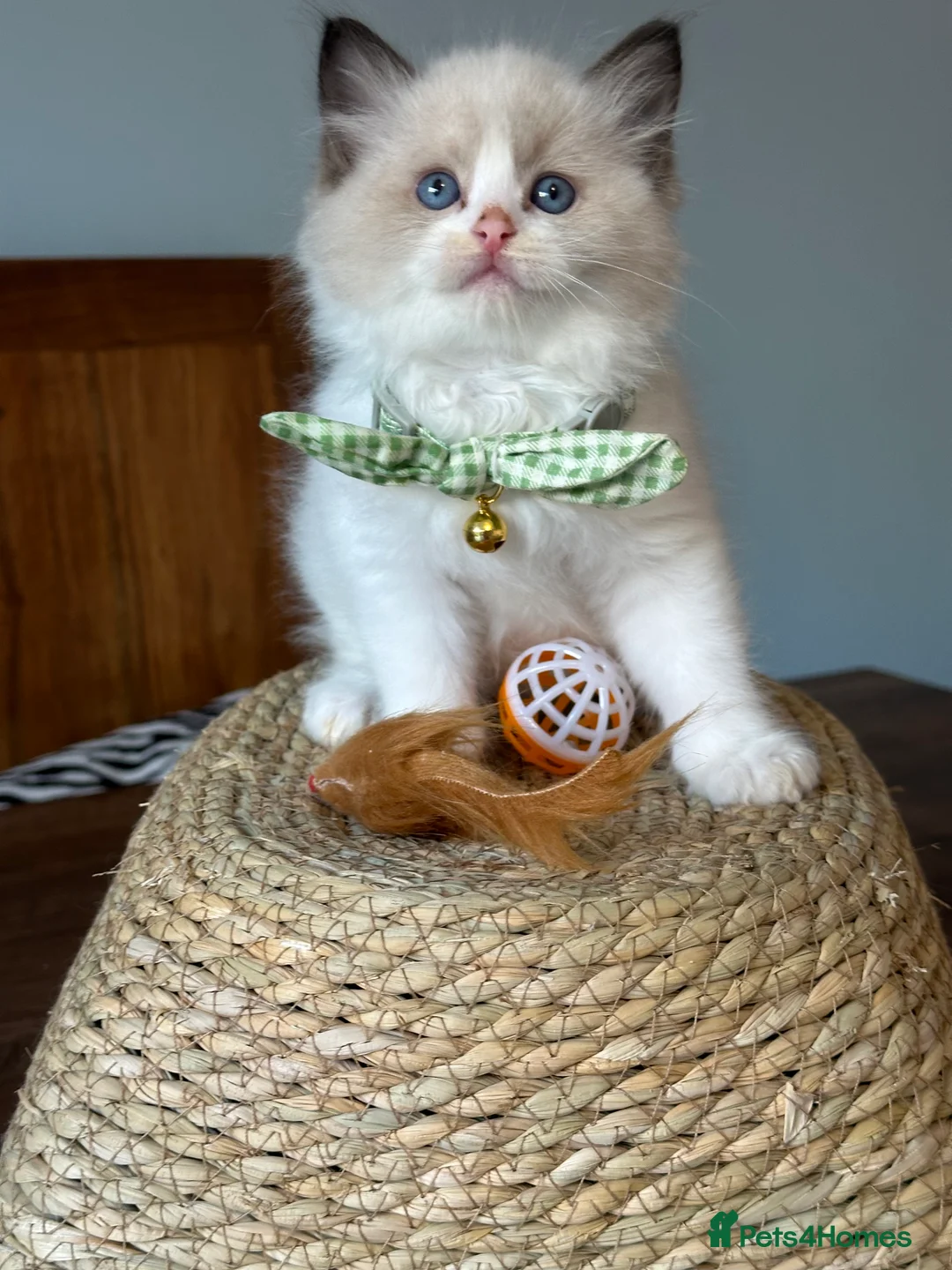 Ragdoll cats for sale:  ACTIVE CAT OR pet TICA Registered Ragdoll Kittens - Advert 26