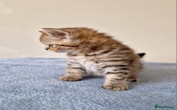 British Shorthair cats for sale: 3 beautiful british shorthair kittens 🥰 - Image 8