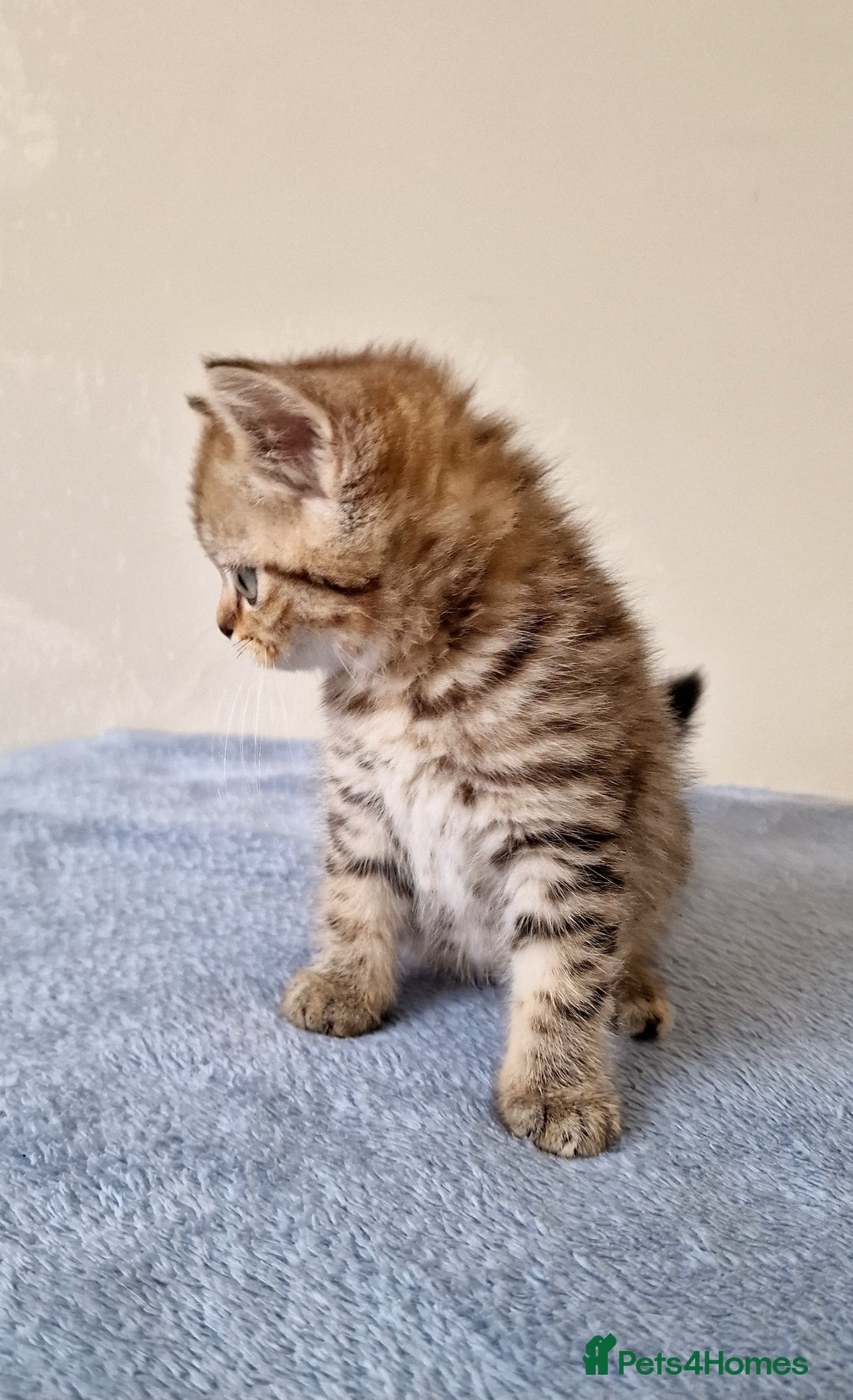 British Shorthair cats for sale: 3 beautiful british shorthair kittens 🥰 - Image 8