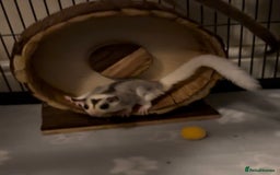 Sugar Glider rodents for sale: Two Female Sugar Gliders with Full Setup - Image 8