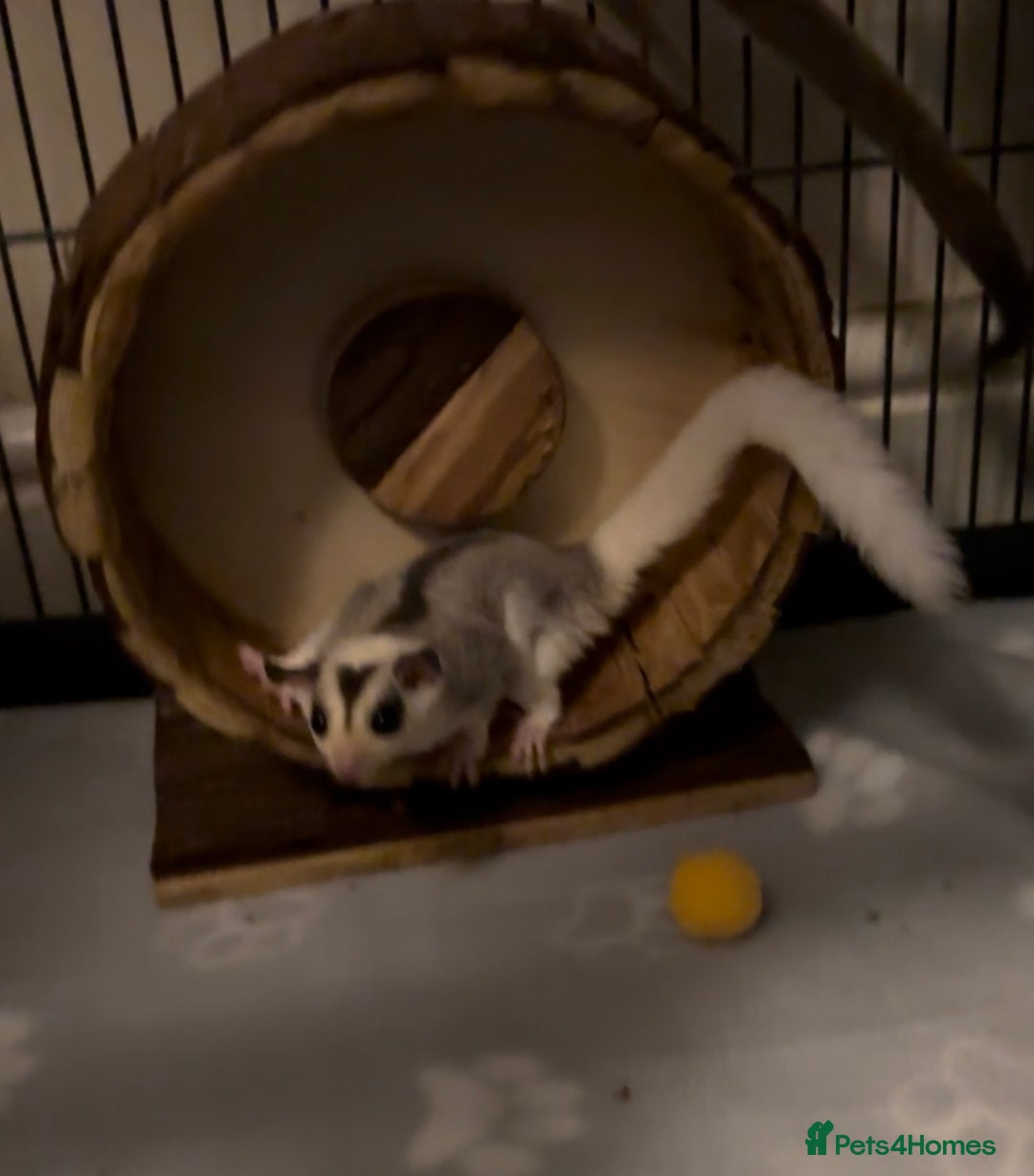 Sugar Glider rodents for sale: Two Female Sugar Gliders with Full Setup - Image 8