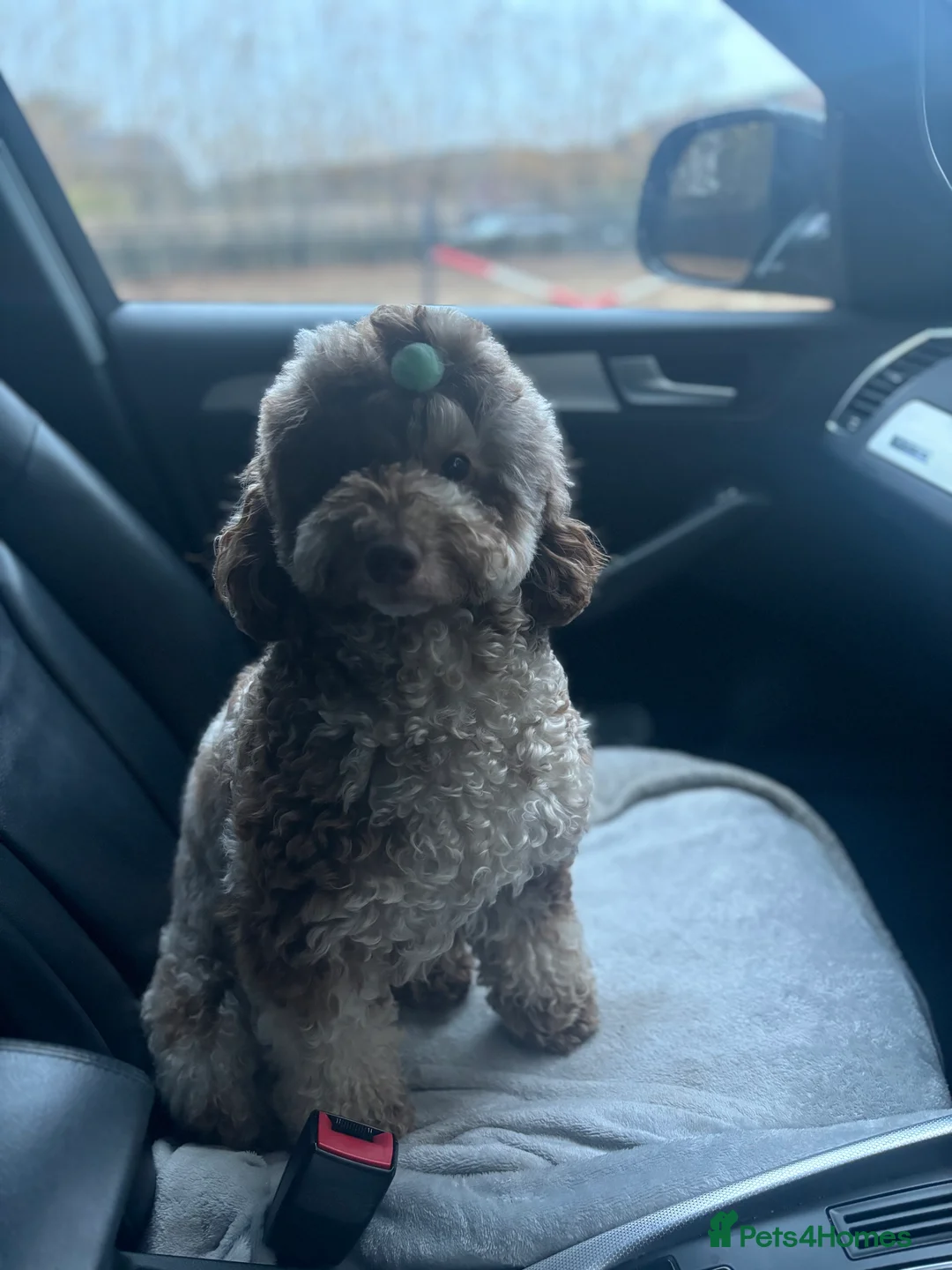 Cockapoo dogs for sale: LAST BOY REDUCED- Health Tested toy cockerpoos  - Advert 5