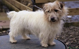 Jack Russell dogs for sale: Lovely Rough Coated Small Jack Russells  - Advert 13