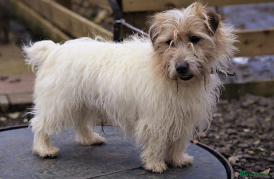 Jack Russell dogs for sale: Lovely Rough Coated Small Jack Russells  - Advert 13