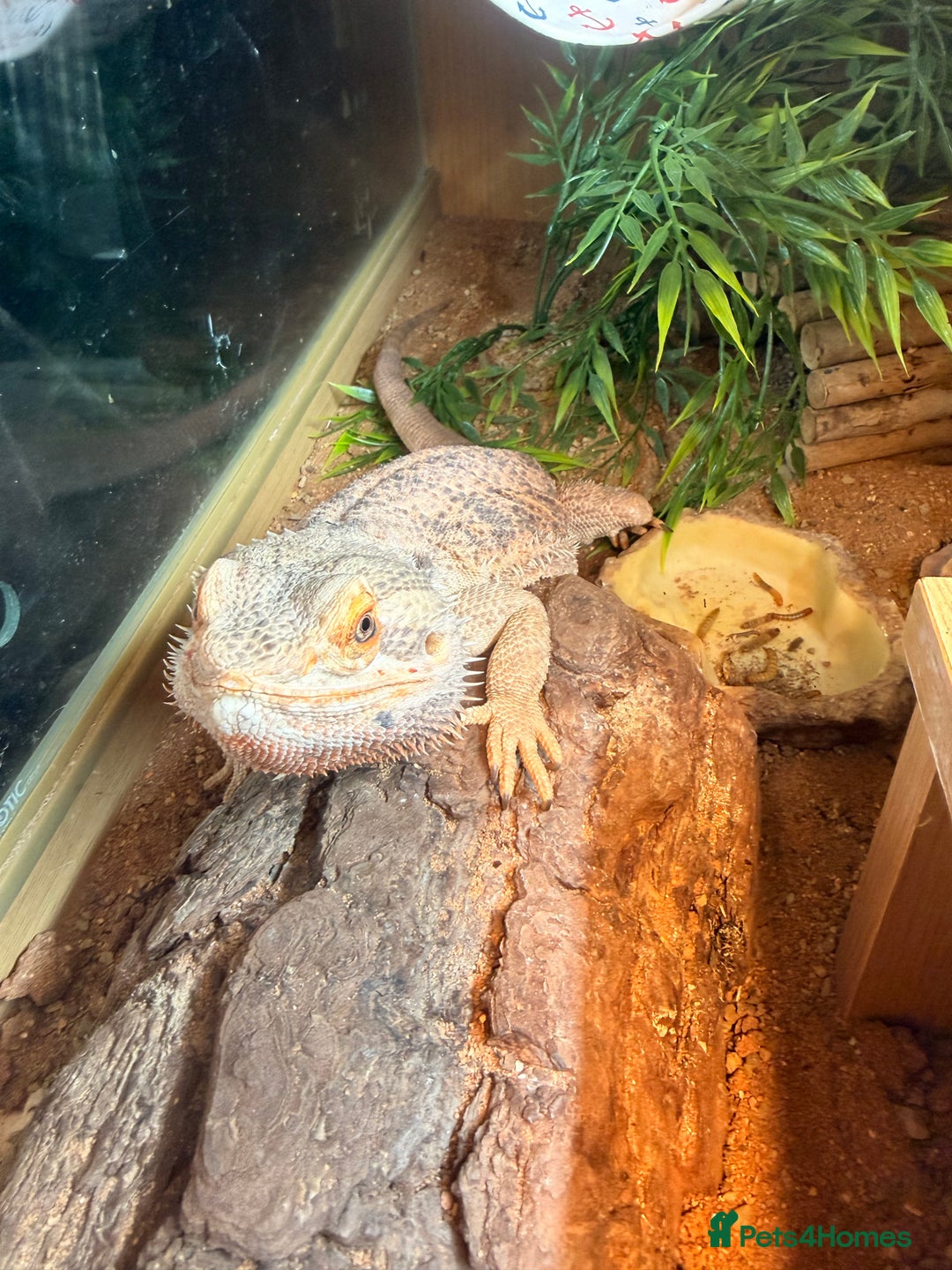 Bearded Dragon reptiles for sale: Bearded dragon male cb22 - Image 5