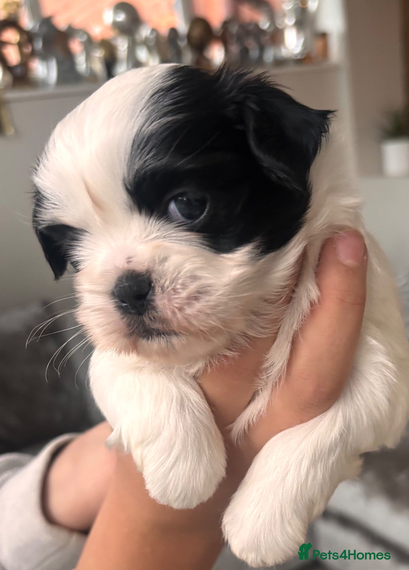 Zuchon dogs for sale: Shishon/zuchon - Advert 1