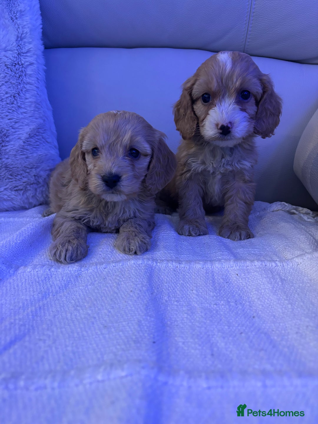 Cockapoo dogs for sale: 🐶🐶 cockerpoo puppies 🐶🐶 - Advert 19