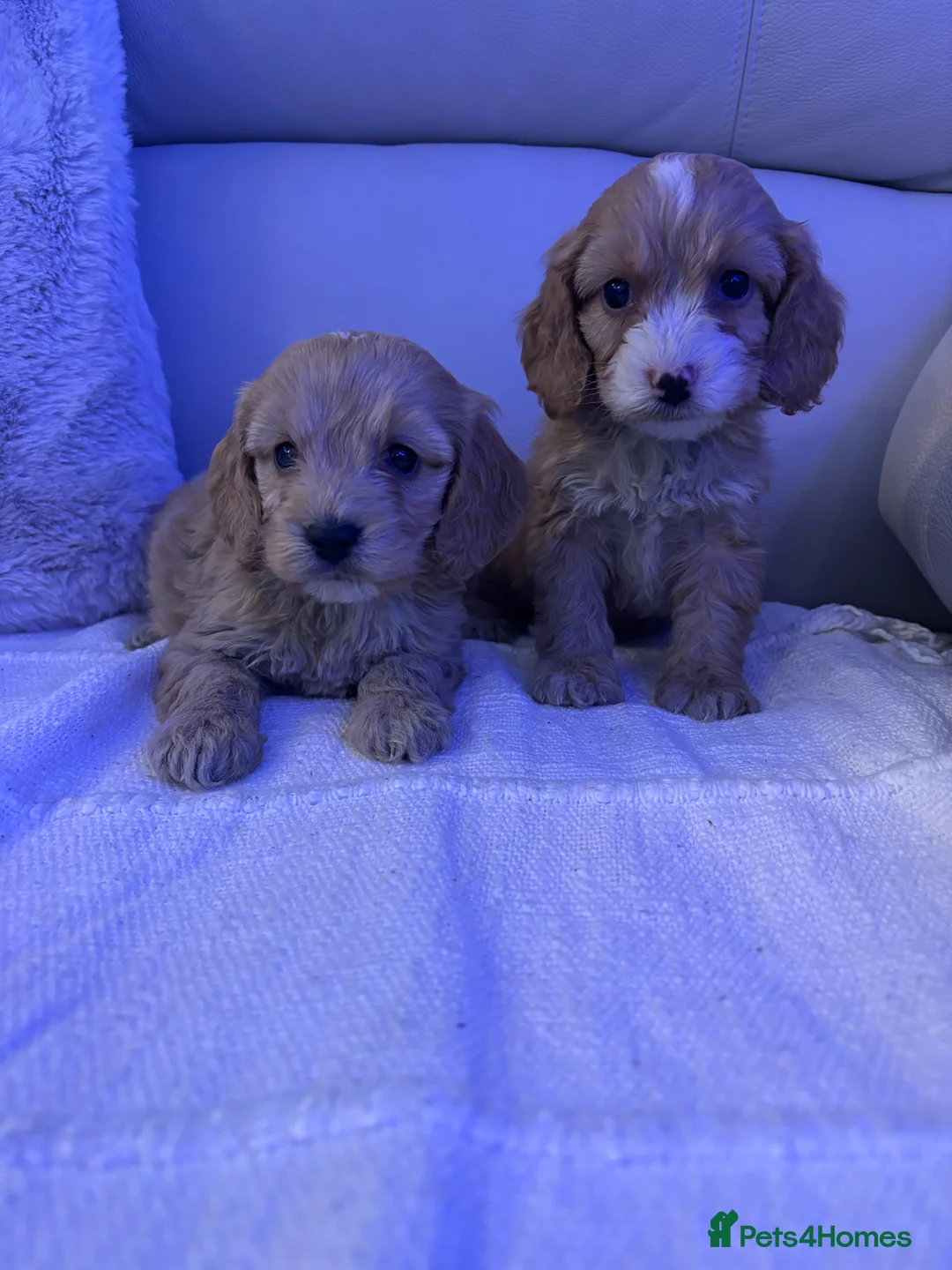 Cockapoo dogs for sale: 🐶🐶 cockerpoo puppies 🐶🐶 - Advert 19