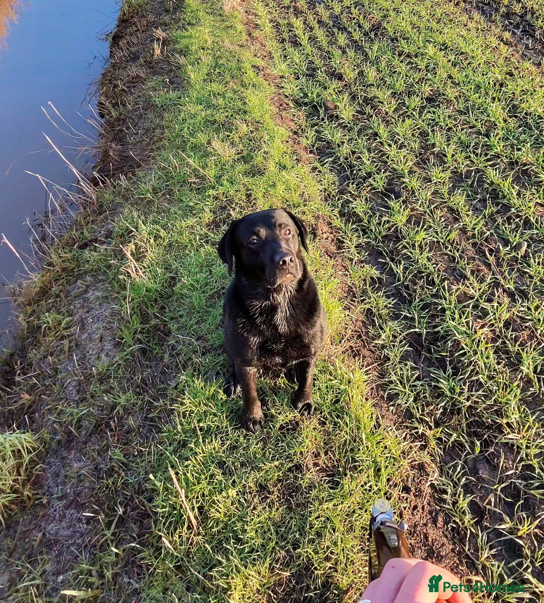 Labrador Retriever dogs Working pedigree gun dog for stud - Advert 1