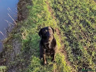 Labrador Retriever dogs Working pedigree gun dog for stud - Advert 1