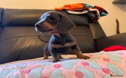 Miniature Dachshund dogs for sale: Adorable Blue and Tan puppies  - Image 11