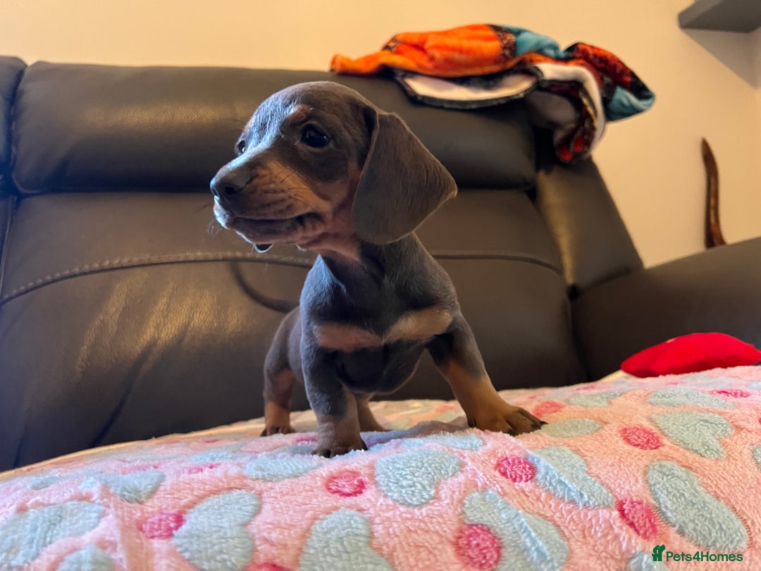 Miniature Dachshund dogs for sale: Adorable Blue and Tan puppies  - Image 11