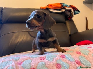 Miniature Dachshund dogs - Advert 2