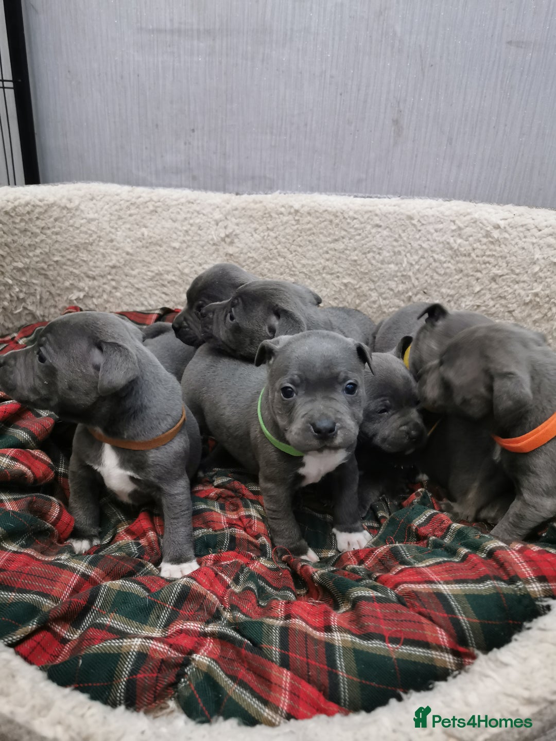 Staffordshire Bull Terrier dogs for sale: Staffordshire Bull Terrier puppies for sale  - Advert 6
