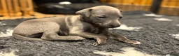 Whippet dogs for sale: Whippet puppies for sale  in Godalming - Advert 9