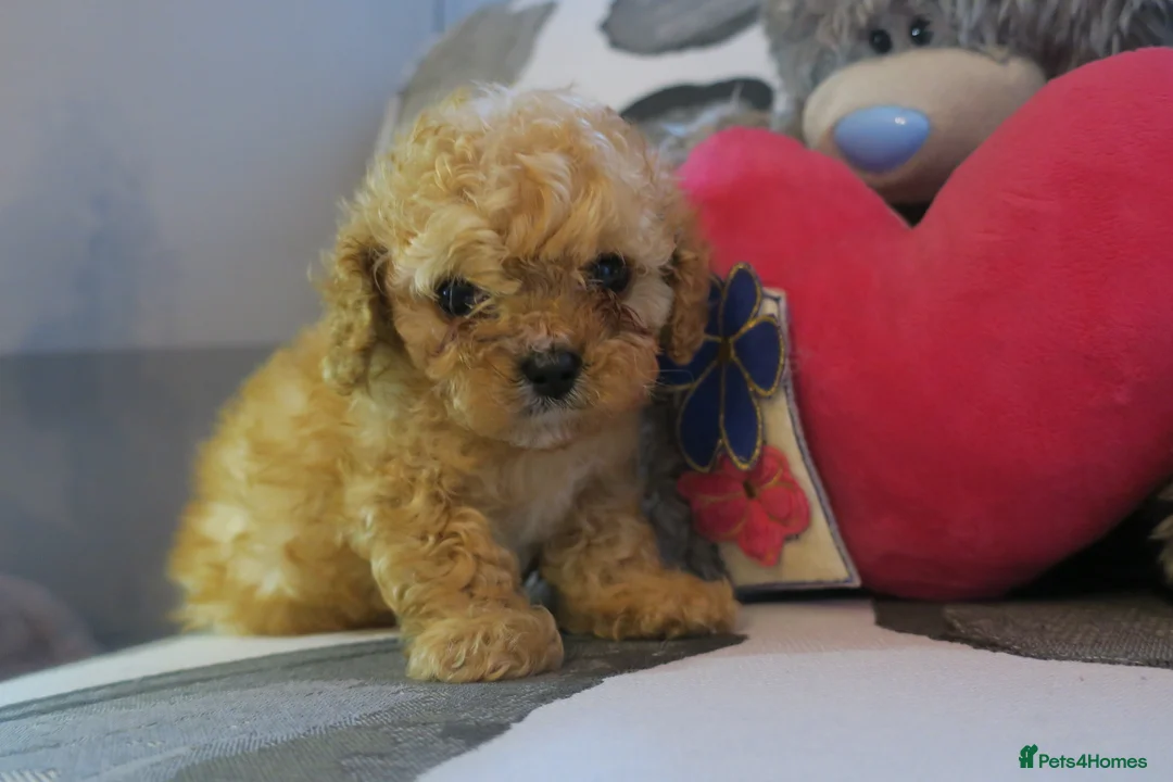 Toy Poodle dogs for stud:  **  Asian KC Toy Poodle for Stud DNA tested in Rickmansworth - Advert 25