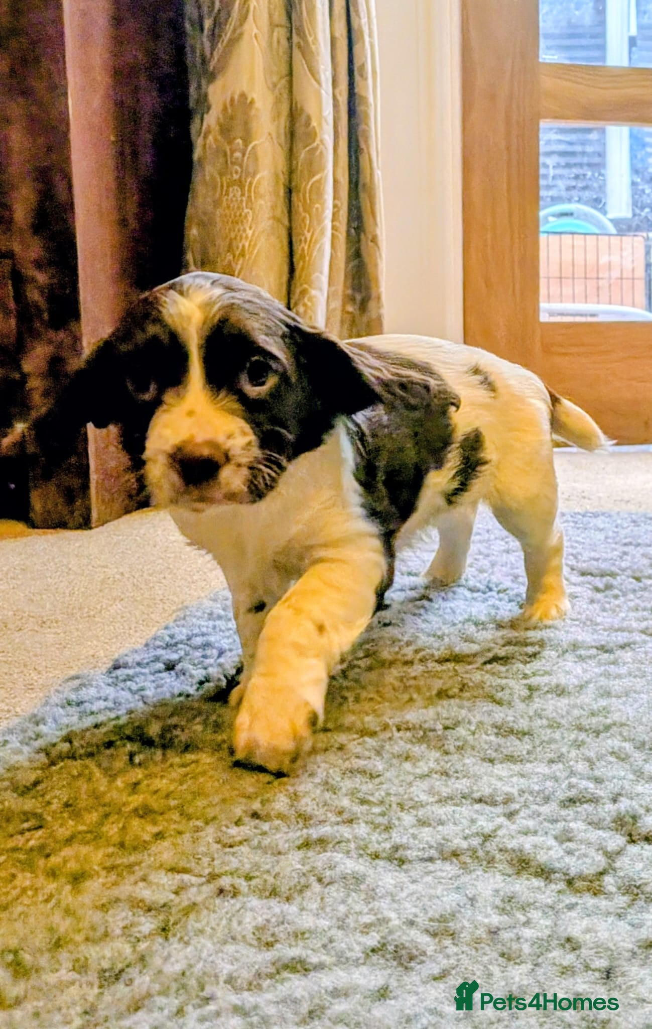 English Springer Spaniel dogs Springer spaniel puppies field ready! - Advert 2
