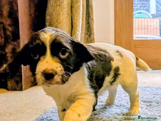 English Springer Spaniel dogs Springer spaniel puppies field ready! - Advert 2