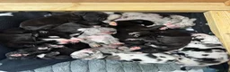 Great Dane dogs for sale: Chunky Great Dane puppies  - Advert 4