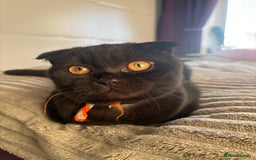 Scottish Fold cats for sale: Absolute Beauty black Scottish fold girl - Image 9