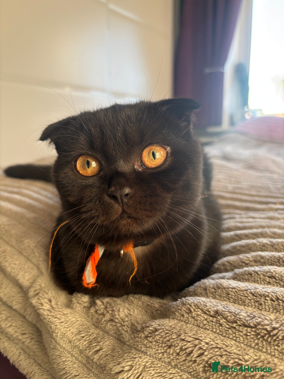 Scottish Fold cats for sale: Absolute Beauty black Scottish fold girl - Image 9