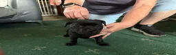 Staffordshire Bull Terrier dogs for sale: Stunning Staffordshire bull terrier pups in New Tredegar - Advert 6