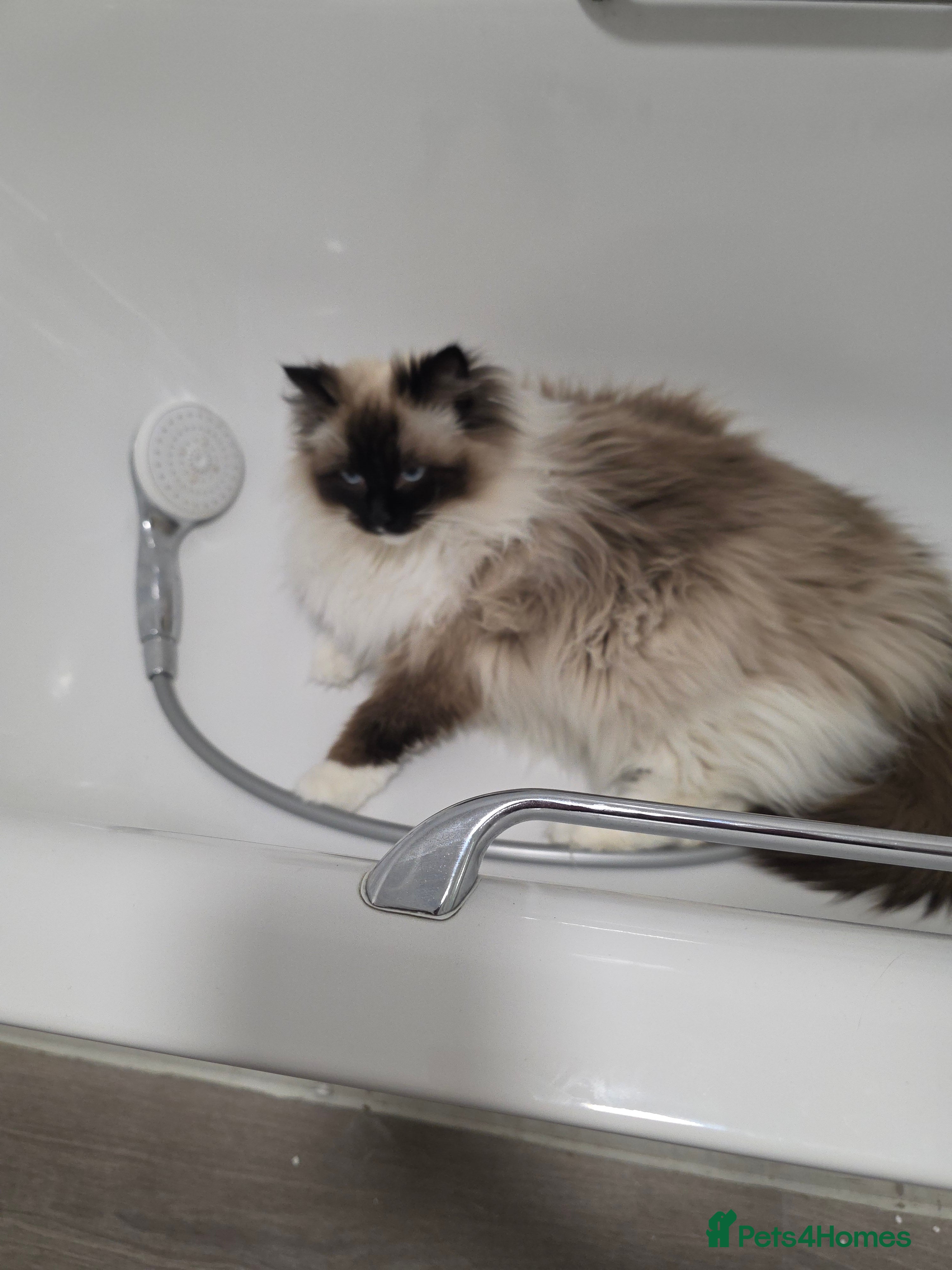 Ragdoll cats Female ragdoll  - Advert 18