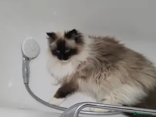 Ragdoll cats Female ragdoll - Advert 18