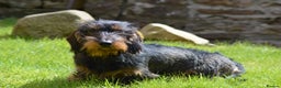 Dachshund dogs for stud: CHAMPION LINES 0% COI WIREHAIRED DACHSHUND STUD  in Stockton-on-Tees - Advert 12