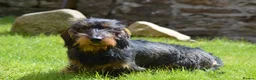 Dachshund dogs for stud: CHAMPION LINES 0% COI WIREHAIRED DACHSHUND STUD  in Stockton-on-Tees - Advert 12