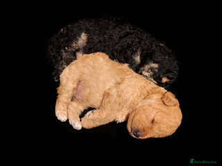 Toy Poodle dogs Two beautiful boy toy poodles - Advert 1