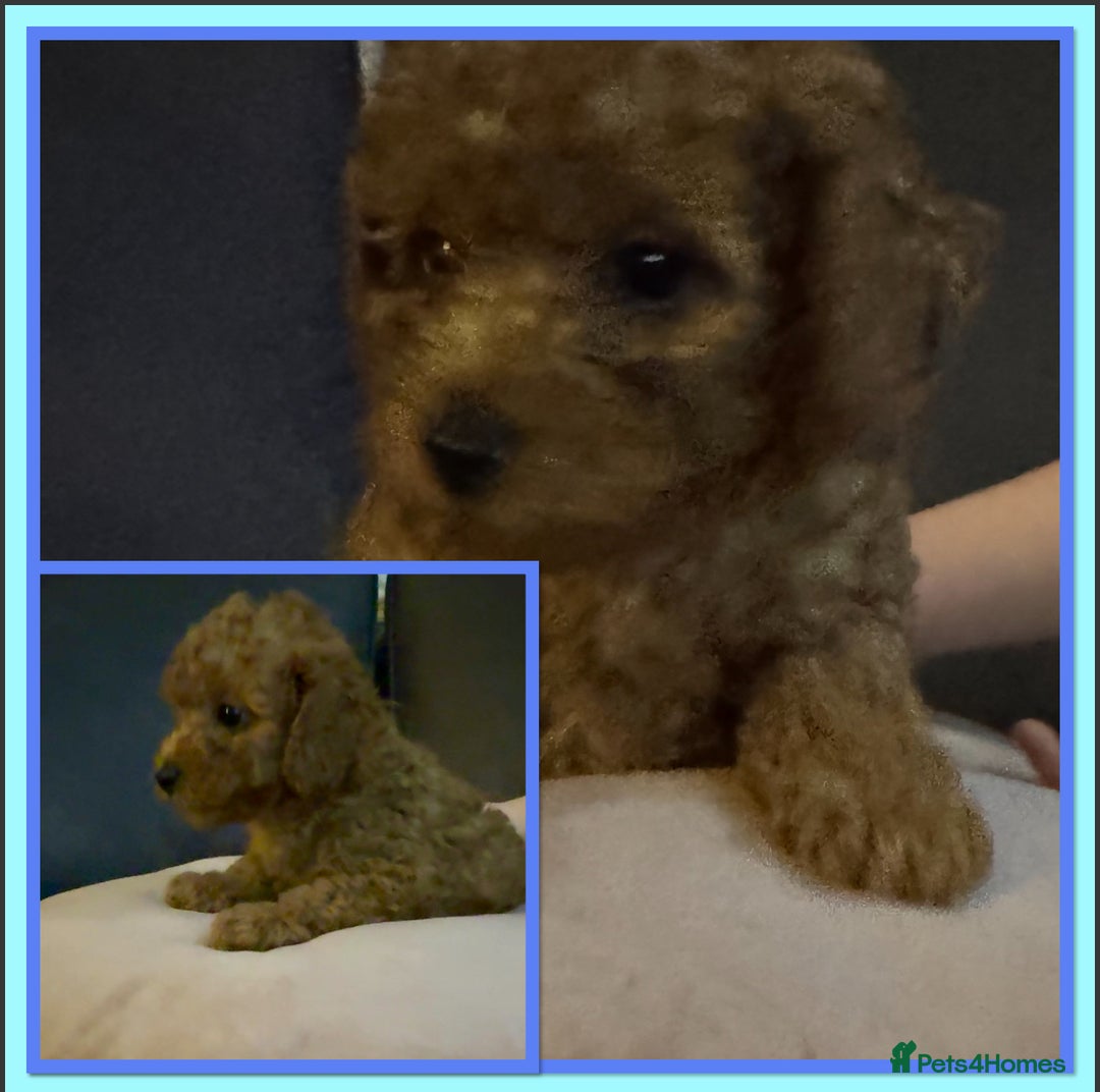 Cockapoo dogs for sale: Beautiful cockapoos  - Advert 4