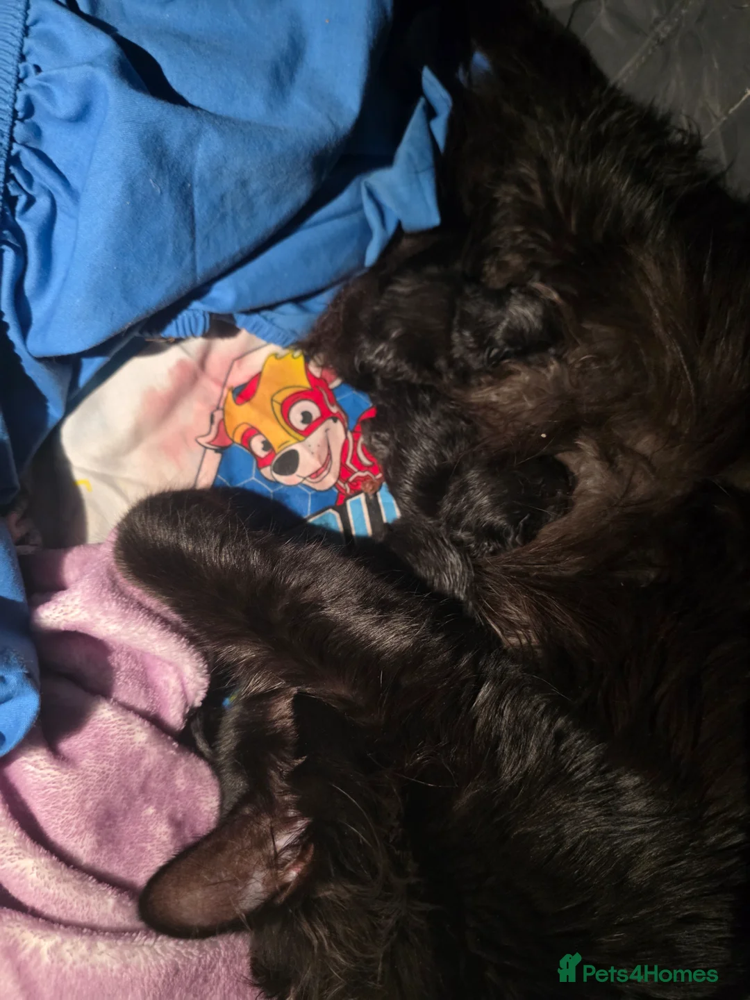 Maine Coon cats for sale: Mini Maine Coon x - Advert 2