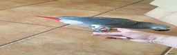 Parrots birds for sale: Tame African grey parrots in Cleckheaton - Advert 3