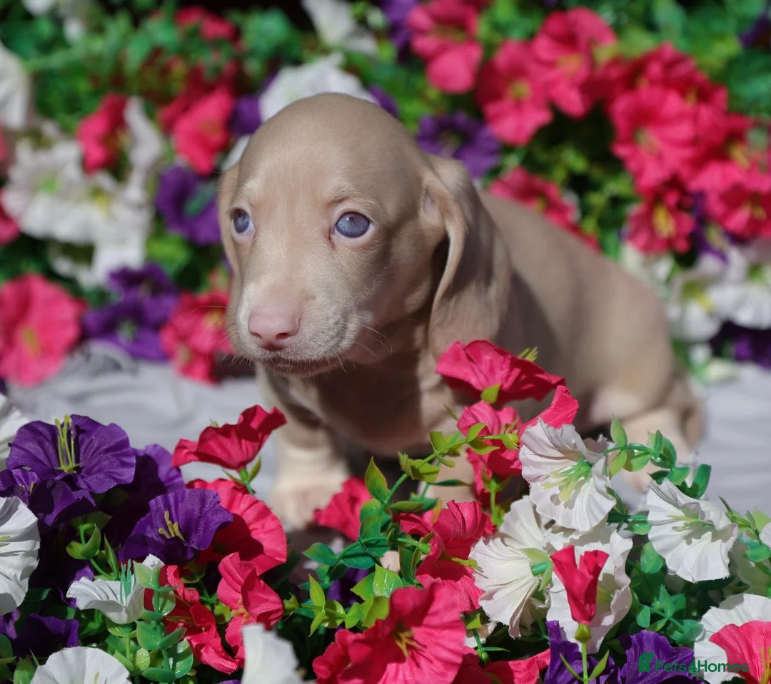 Miniature Dachshund dogs for sale: 🐾 GORGEOUS DACHSHUND PUPPIES 🐾 - Advert 7