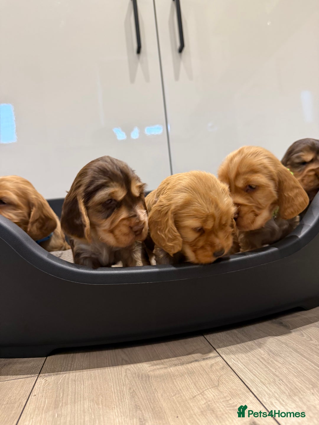 Cocker Spaniel dogs for sale: Exceptionally Beautiful Show Cockers  - Advert 6