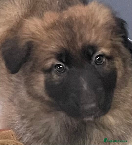 German Shepherd dogs KC Health tested straight back long coat puppies - Advert 2