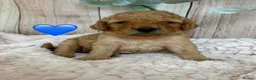 Cockapoo dogs for sale: Gorgeous F1B Miniature Cockapoos  Puppies - Advert 9